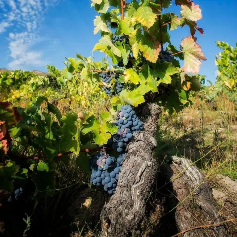 Bunch of ripe red grapes hanging on a vine with a bright sky behind
