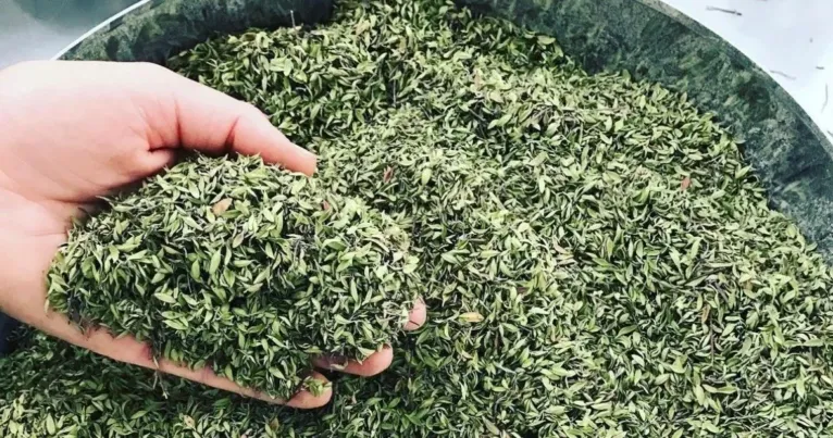 Hand holding a heap of dried green herbs