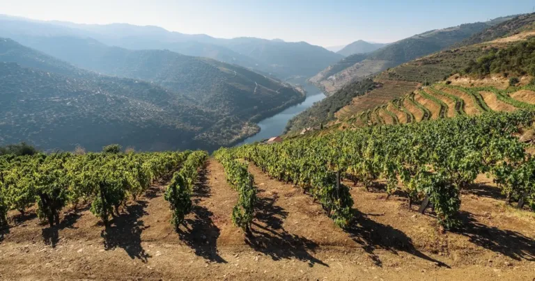 Vineyards on terraced slopes above a river in a mountain valley