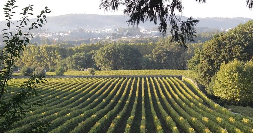 Rows of vines in a green valley