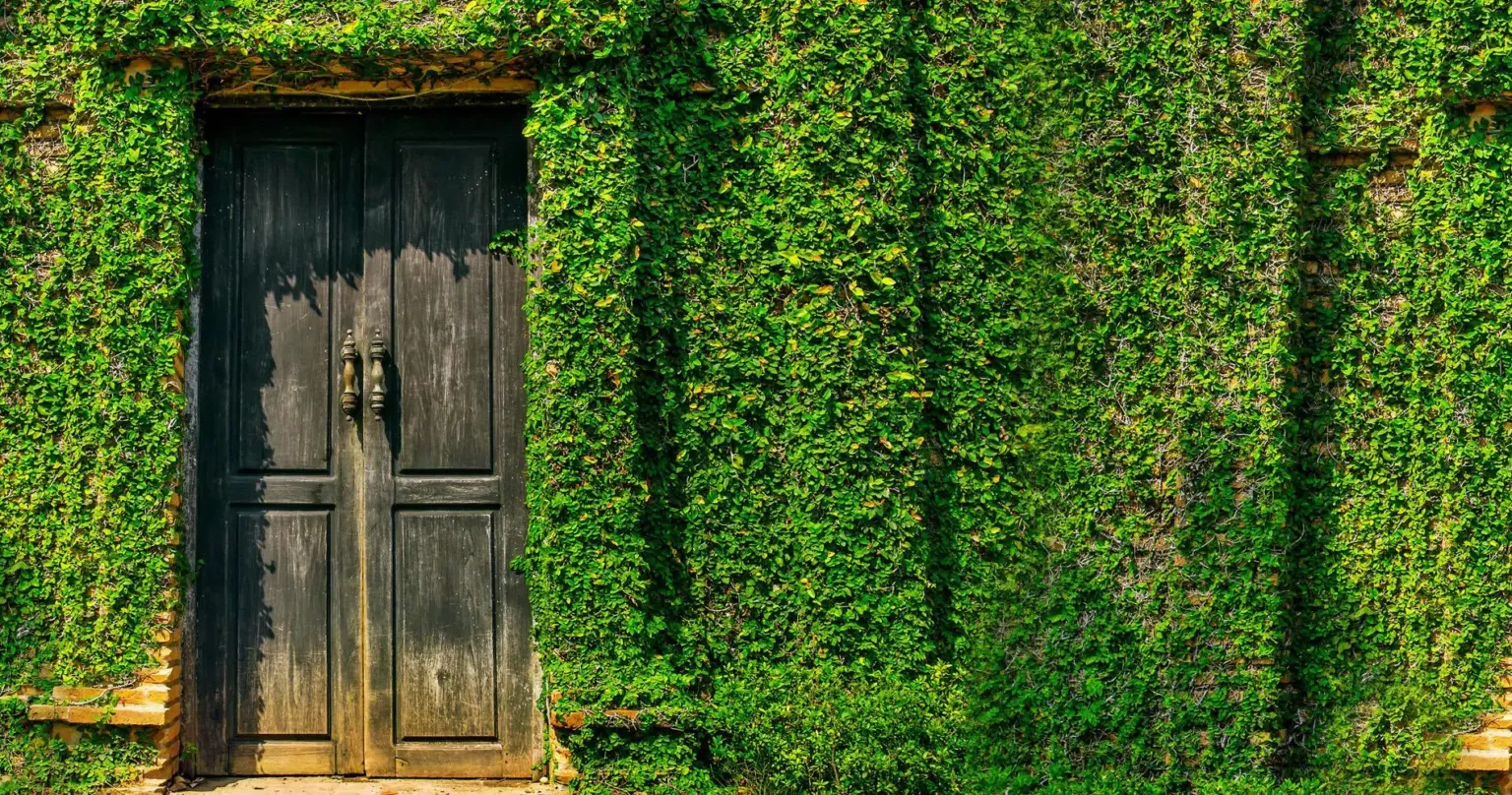 Old wooden door in a wall covered with ivy