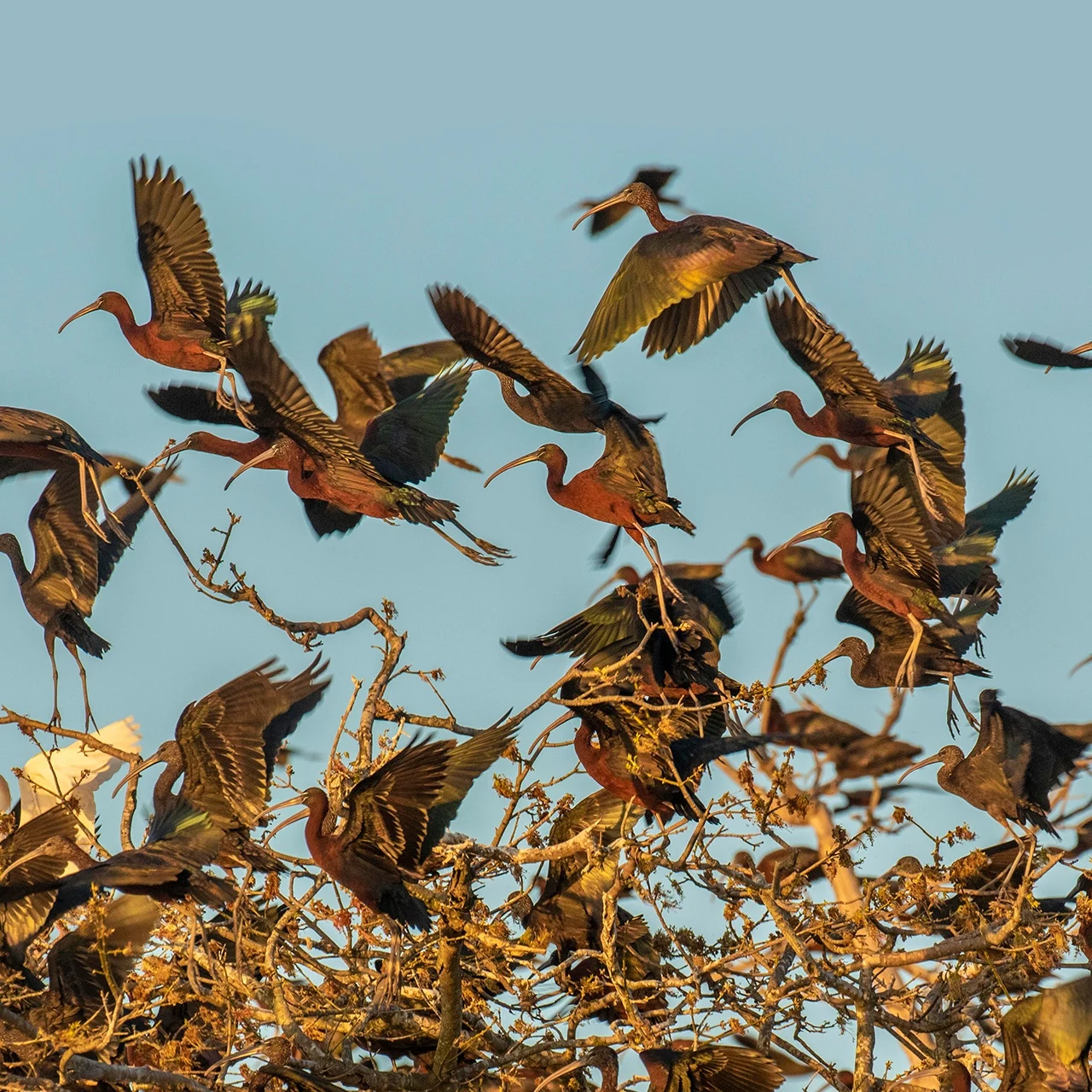 Flock of dark wading birds taking off from golden reeds