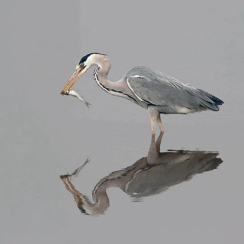 Grey heron standing in shallow water holding a fish, reflected below