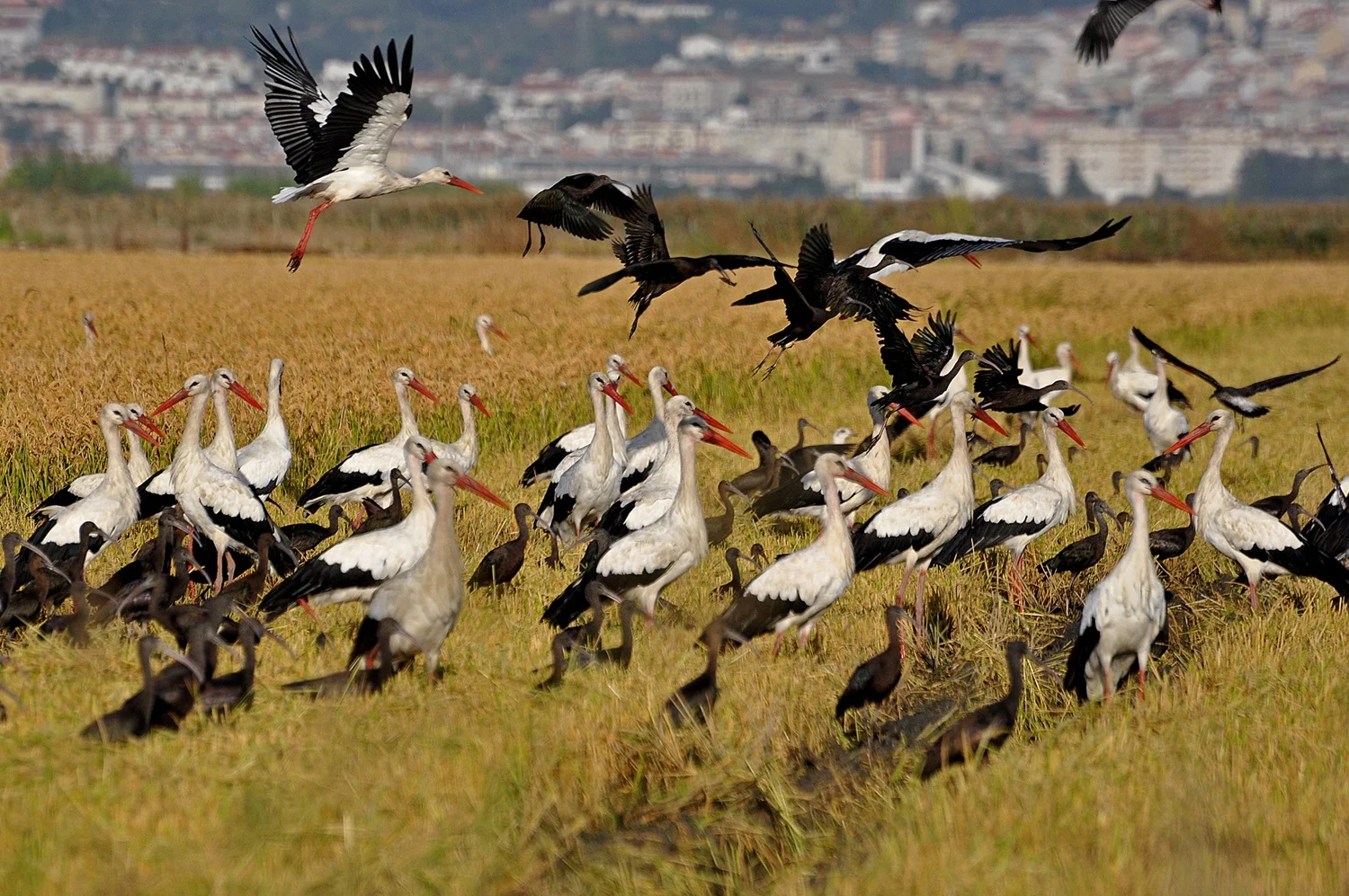 White storks and black birds rising from a golden field