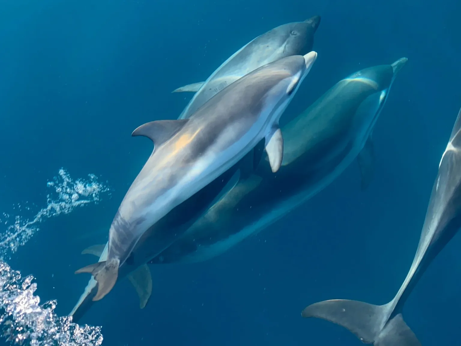 Dolphins swimming underwater seen from above