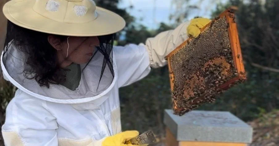 Beekeeper in a veil lifting a frame of bees from a hive