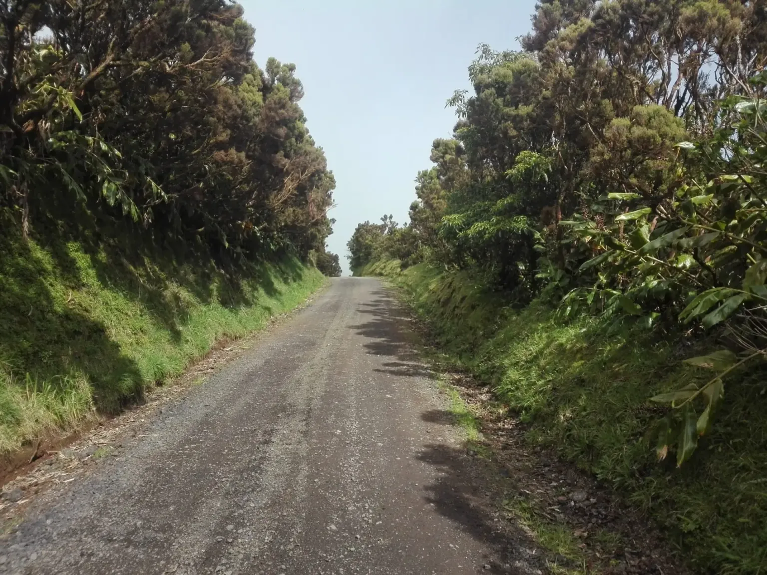 Quiet gravel road lined with trees and shrubs
