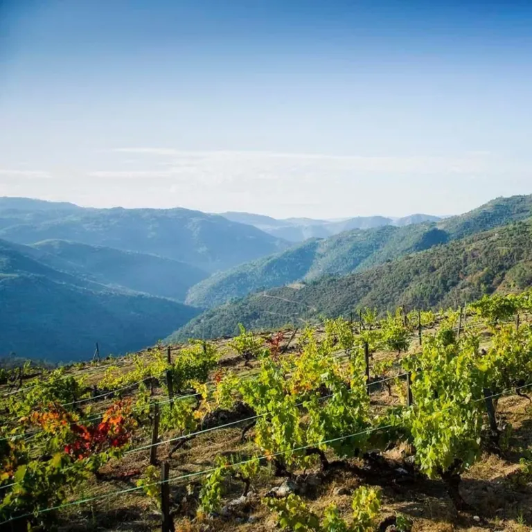 Hillsides of vines turning red in autumn above the Douro valley