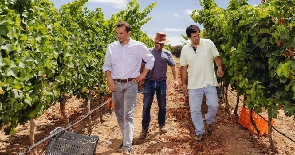 Three men walking between vine rows at a winery