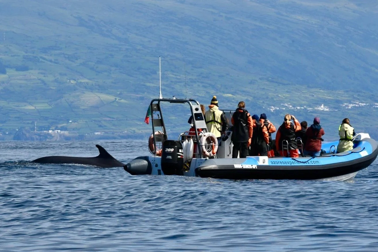 Inflatable boat with passengers in orange jackets alongside a surfacing whale