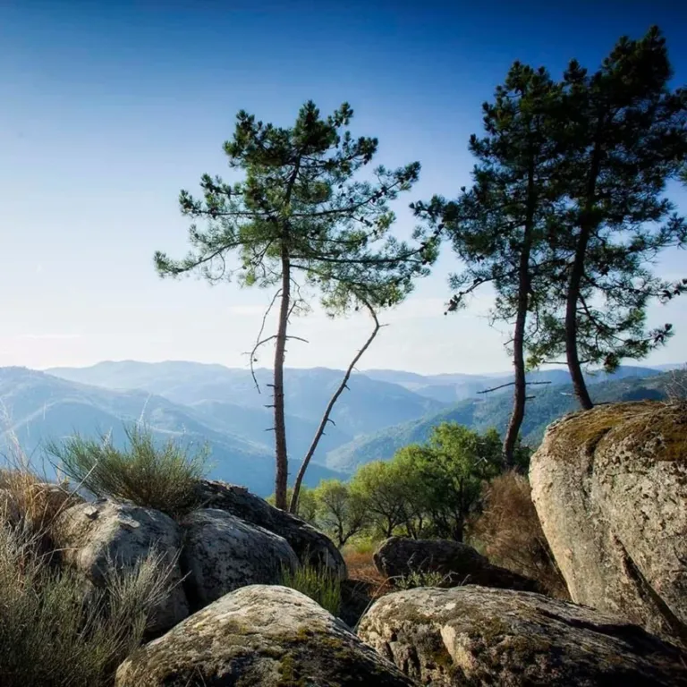 Pine trees on a rocky outcrop above a misty mountain valley