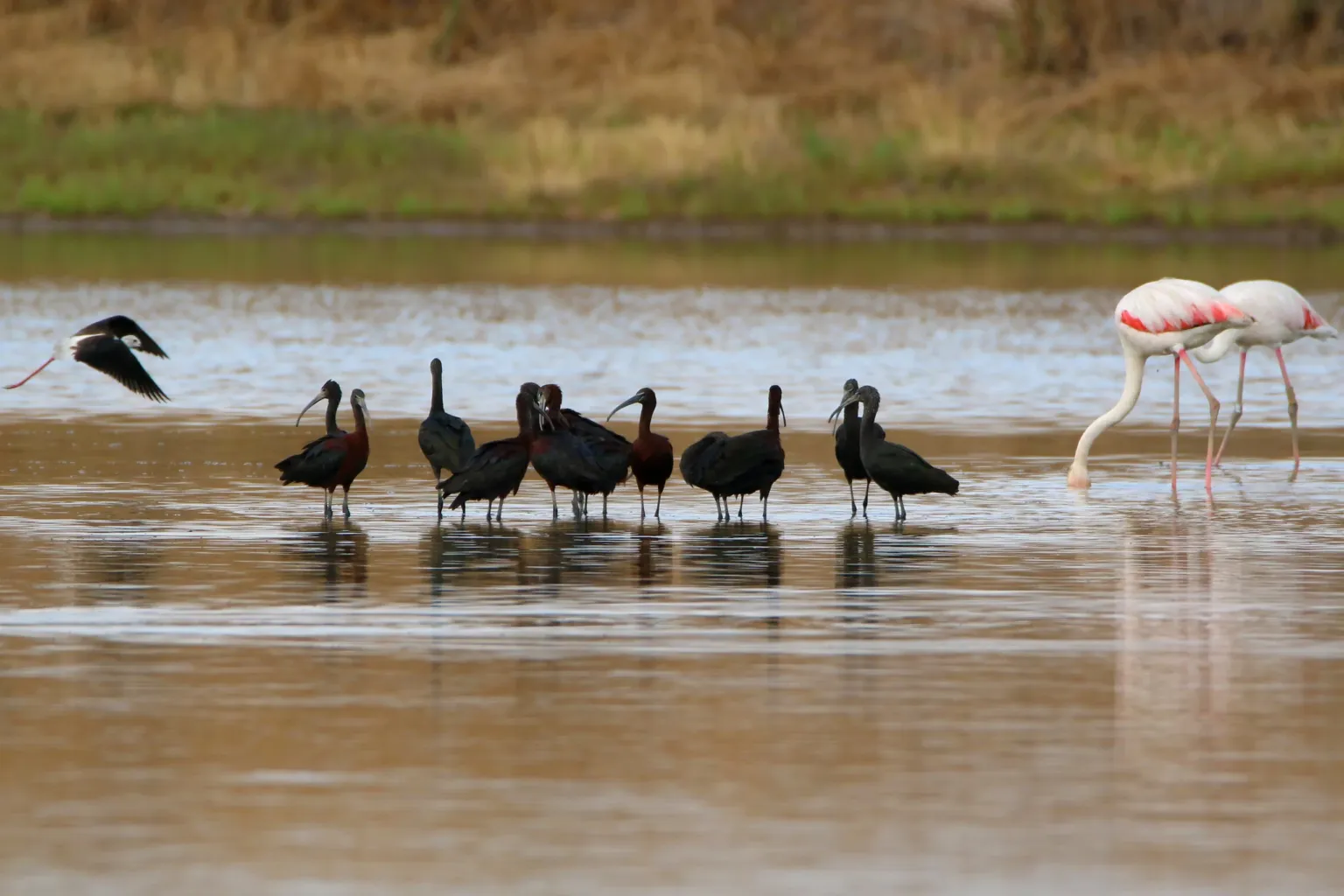 Flamingo and dark ibises wading in shallow water