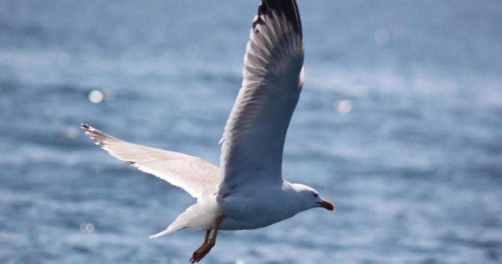 Gull flying over sparkling blue water