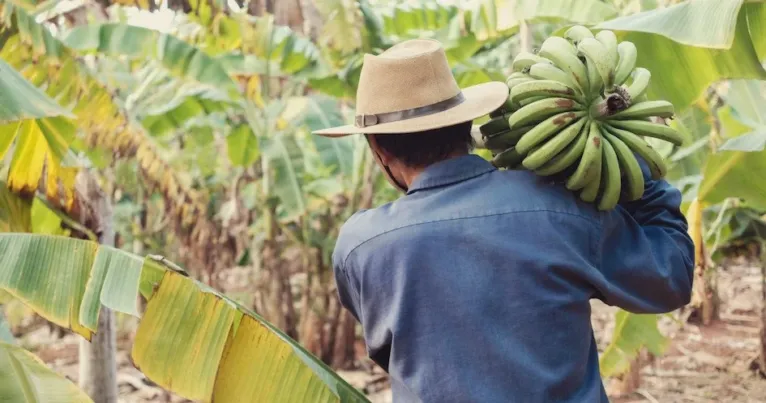 Farmer in a hat carrying a bunch of green bananas among banana plants