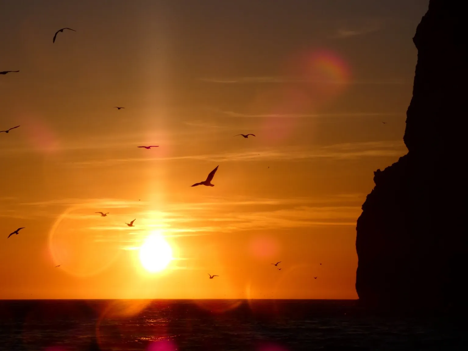 Birds flying across a glowing sunset beside a dark headland