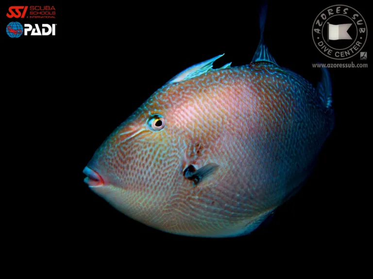 Triggerfish with a colourful face against a black background