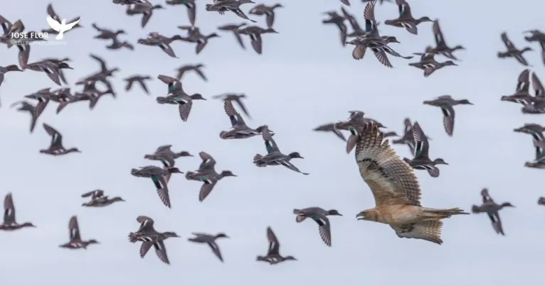 Flock of ducks in flight with a bird of prey, against a pale sky