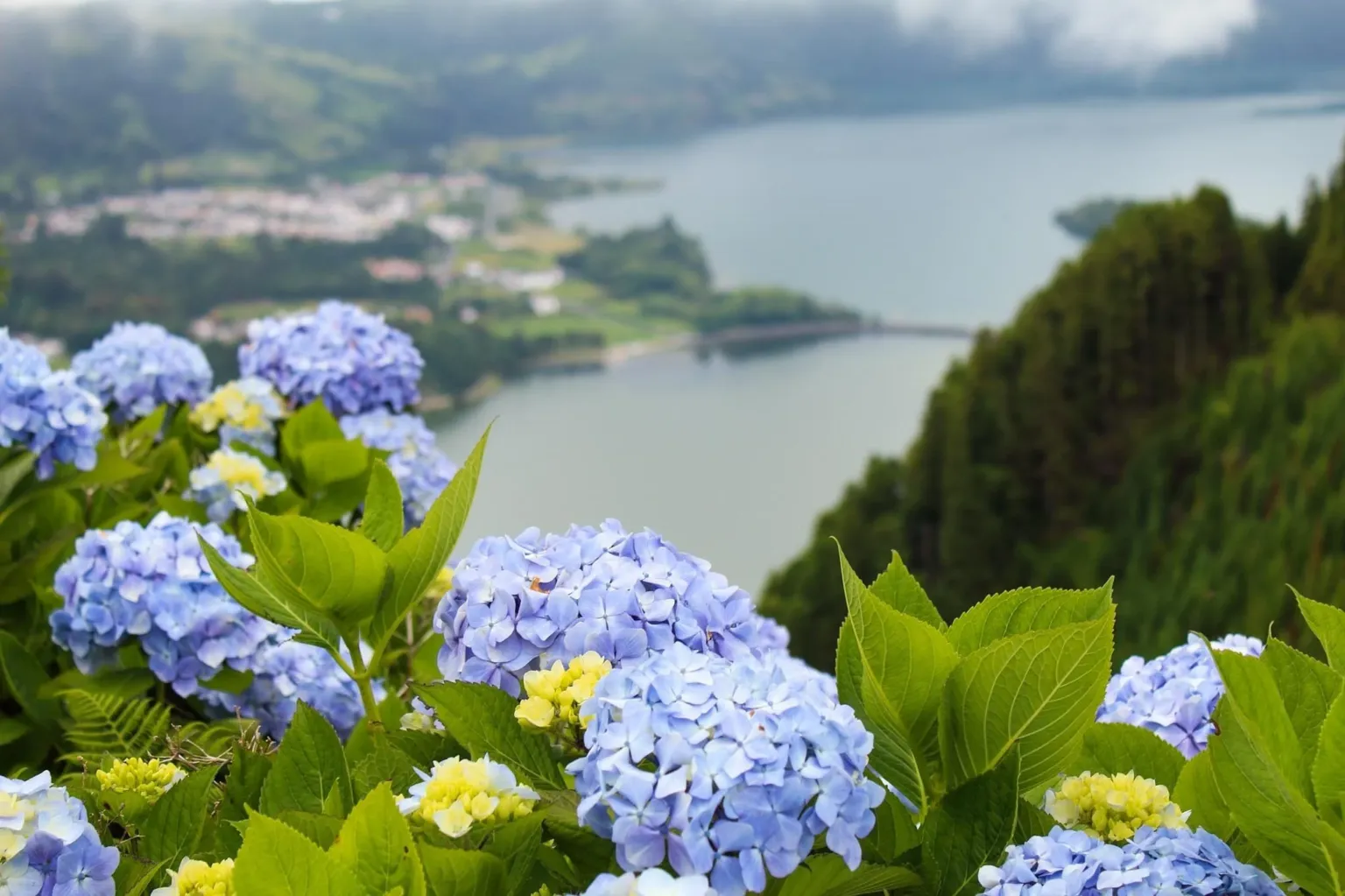 Blue hydrangeas in front of a crater lake