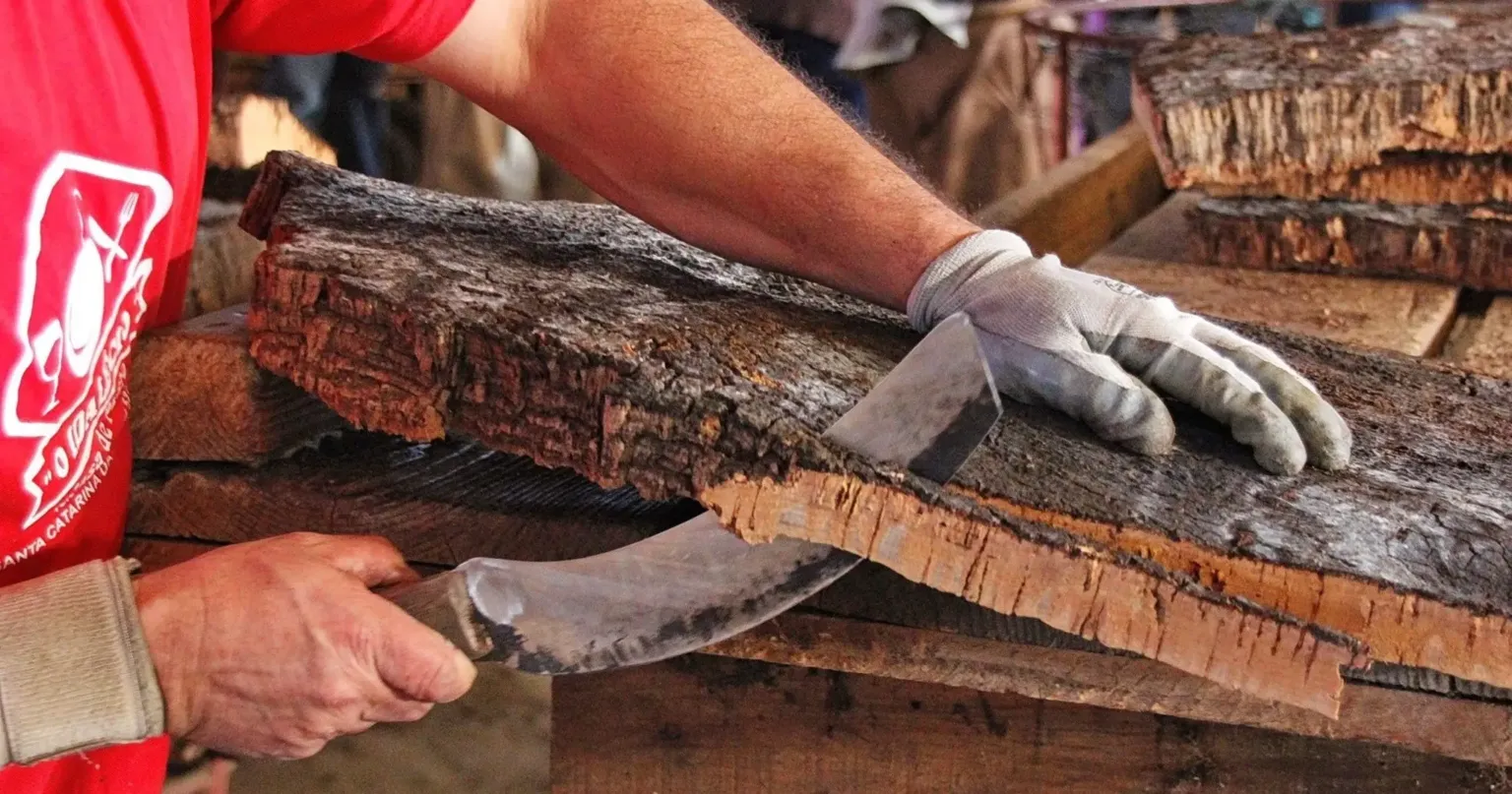 Hands stripping cork bark from a cork oak trunk