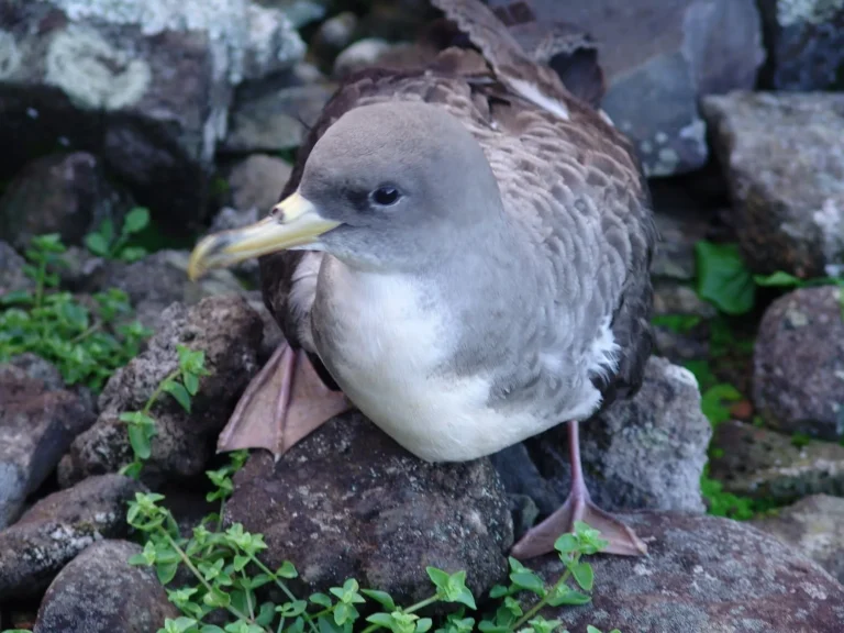 Vila Franca do Campo: Observação da Vida Marinha de Aves & Snorkeling