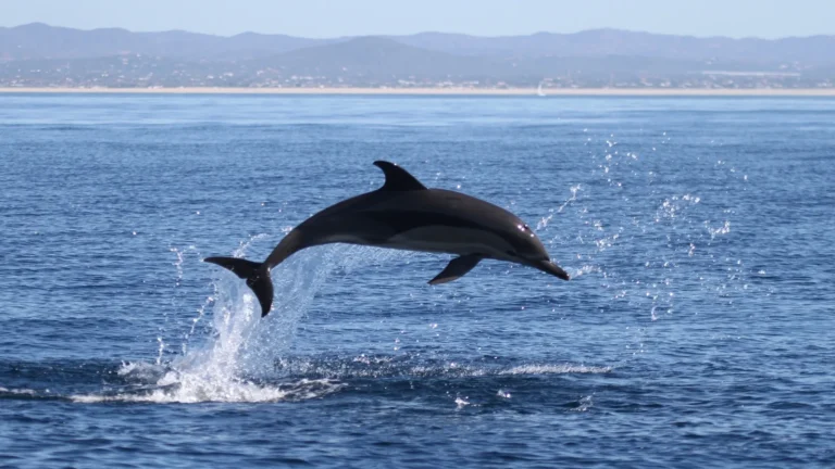 Marine Life and Dolphin Watching Boat Trip from Faro