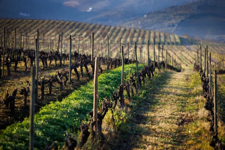 Wine Experience: Tour Wine Villages