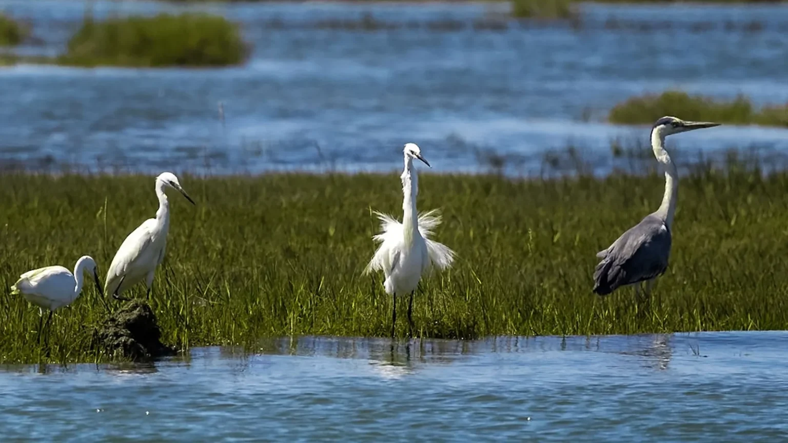 Ria Formosa Bird Watching Boat Tour