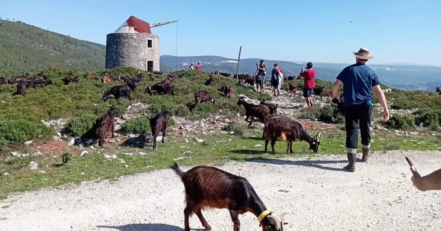 Shepherd for a Morning – Serra dos Candeeiros Experience