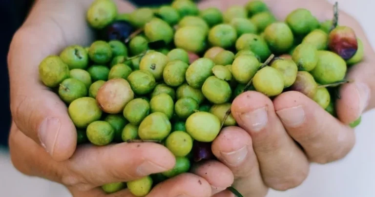 Évora Wine & Olive Oil Tour with Lunch