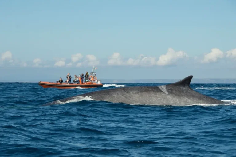 Ocean Safari
