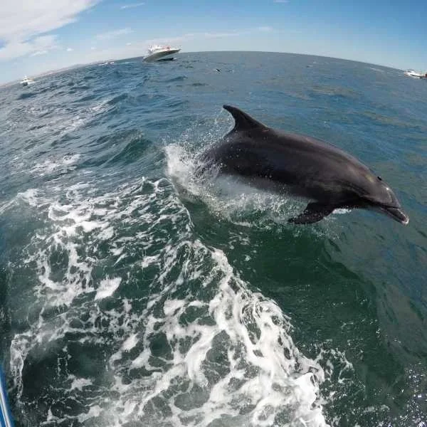 Benagil Caves & Dolphins