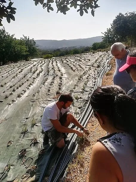 Visit to the Aromatic Herbs Plantation