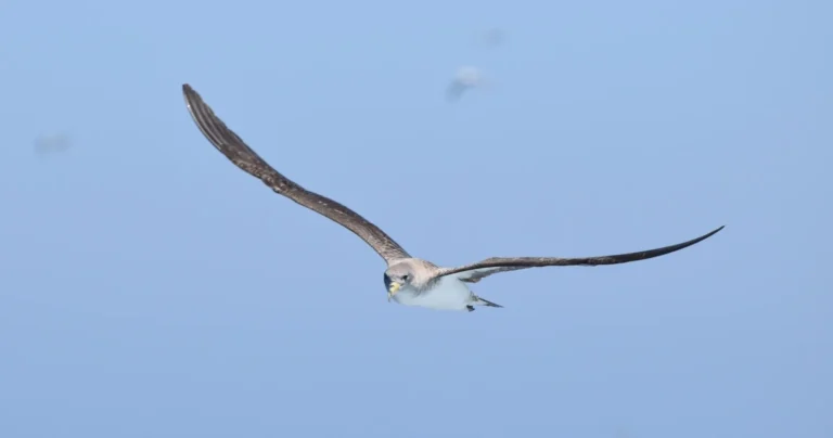 Observação de Aves Marinhas