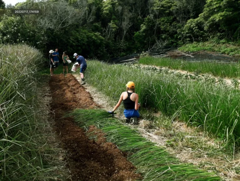 Faial Farmer for one day