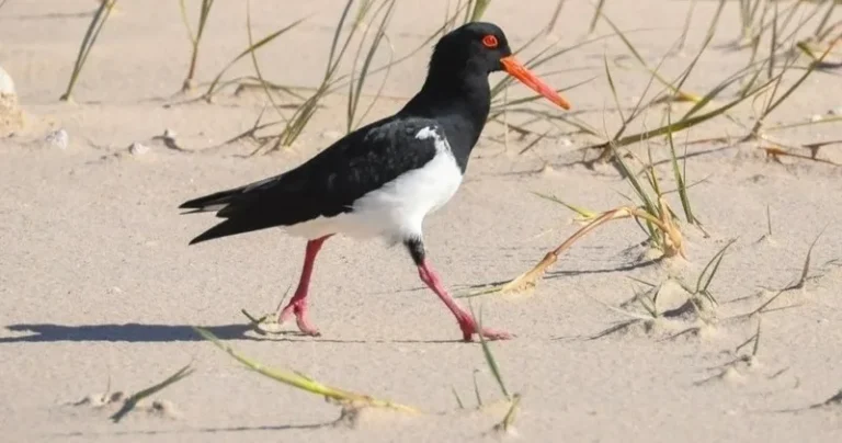 Birdwatching na Ria Formosa