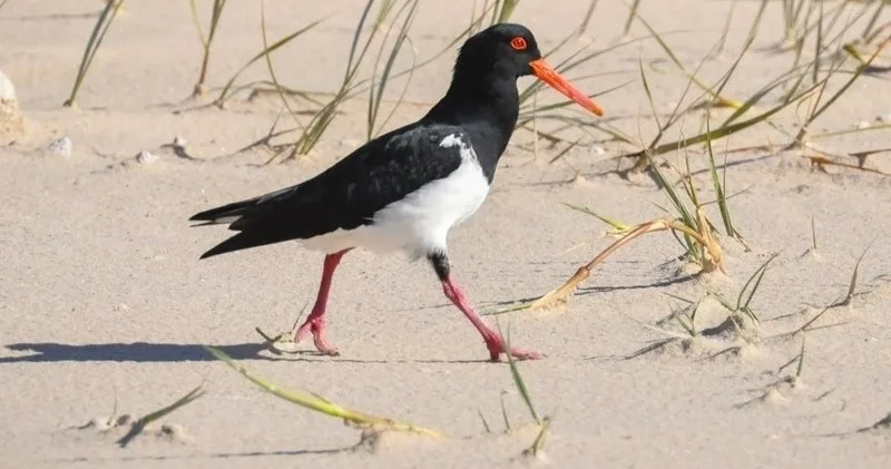 Birdwatching na Ria Formosa