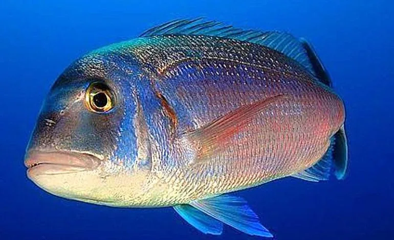 Pesca aos Pargos