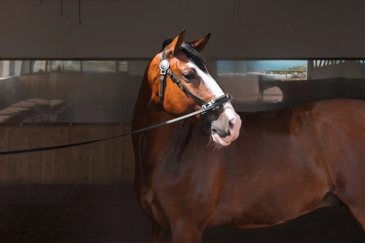 Experiência Equestre Avançada