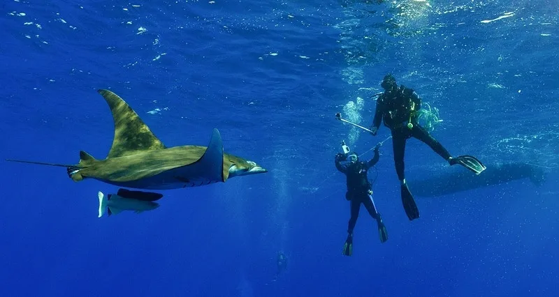 Pico Snorkelling at Princess Alice • Private