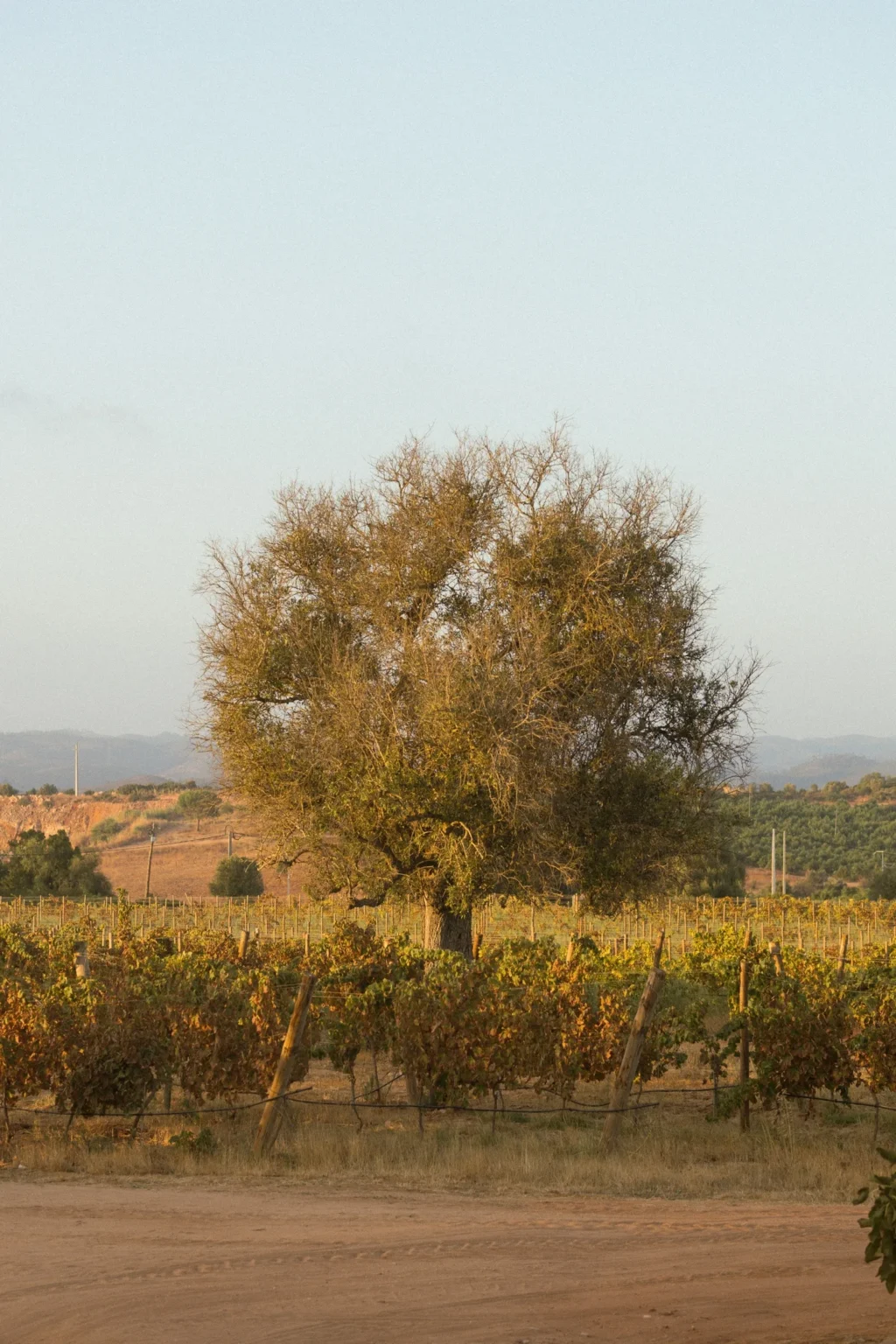 Le pique-nique du vignoble