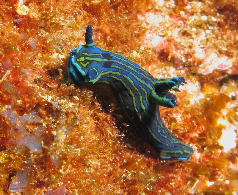 Pico Scuba Diving - Coastal Dives • Private