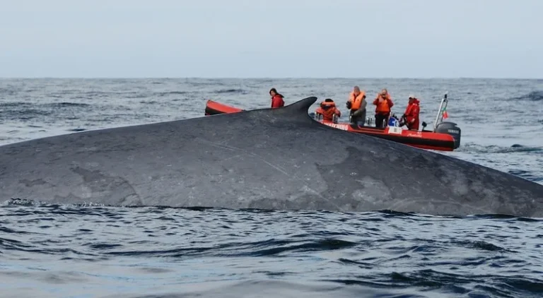 Pico Whale Watching • Private • Call to Book