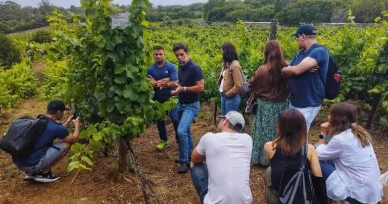 Wine Tour Through the Vines & 3 Wine Tasting in Oeiras