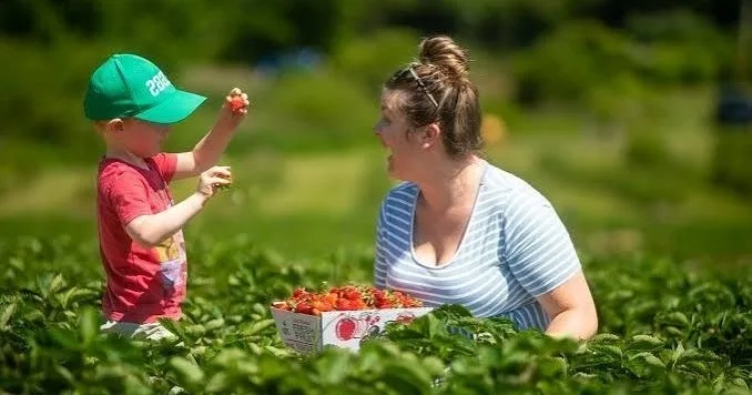 Strawberry Picking & Tasting Experience near Porto