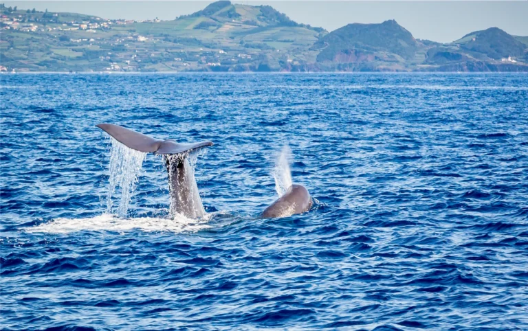 Mix Whale Watching Ilha Terceira + Tour Ilhéu das Cabras