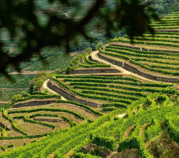 Visita Guiada à Vinha - Privado