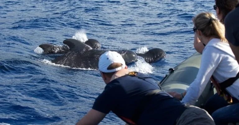 Whale Watching on the RIB "Steno"