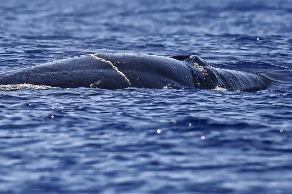 Whale & Dolphin Watching
