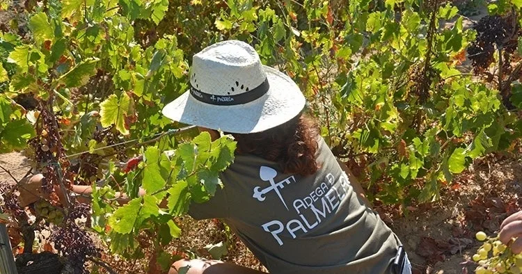 Palmela Grape Harvest — Pick Grapes, Stomp Grapes & Lunch