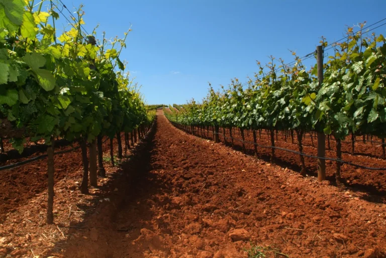 Small Group Alentejo Food & Wine Tour